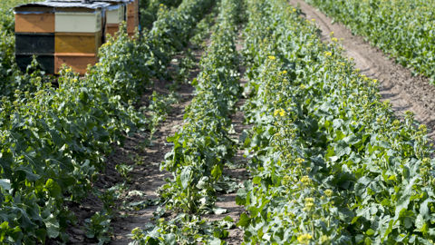 Les multiplicateurs européens s'inquiètent d'une possible baisse de la production de semences en Europe.