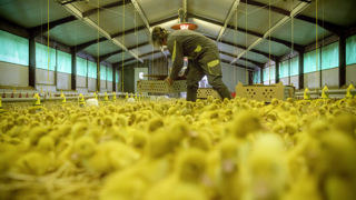 Le Covars encourage d’étendre la recommandation de vaccination contre la grippe saisonnière aux personnes exposées au virus de l'influenza aviaire hautement pathogène, en particulier « les éleveurs et professionnels des filières avicoles ». Le Covars encourage d’étendre la recommandation de vaccination contre la grippe saisonnière aux personnes exposées au virus de l'influenza aviaire hautement pathogène, en particulier « les éleveurs et professionnels des filières avicoles ».