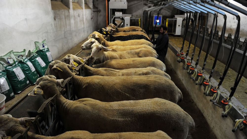 Au niveau national, la collecte de lait de brebis est stable sur la campagne de 2022-2023, mais la Région Nouvelle-Aquitaine connaît une baisse, compensée par l'augmentation observée en Occitanie.