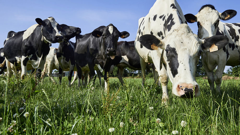 Le prix standard  tous laits confondus s'établit à 455 €/1 000 litres en 2023, un montant en baisse par rapport à 2022.
