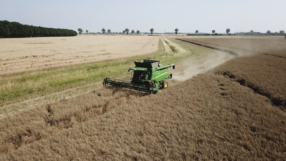 Selon le cabinet Tallage, les prix du colza pourraient reculer à des « niveaux historiquement faibles » en en l’absence de problème de production pour le canola canadien ou le soja américain cet été.