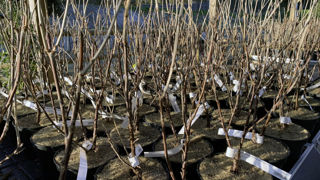 Les exportations de produits horticoles français ont progressé en 2022, en particulier pour ce qui concerne les végétaux d’extérieur. Les exportations de produits horticoles français ont progressé en 2022, en particulier pour ce qui concerne les végétaux d’extérieur.