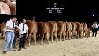 Les races bovines à l'honneur choisies pour la 32e édition du Sommet de l'élevage sont la limousine et la brune des Alpes. Les races bovines à l'honneur choisies pour la 32e édition du Sommet de l'élevage sont la limousine et la brune des Alpes.