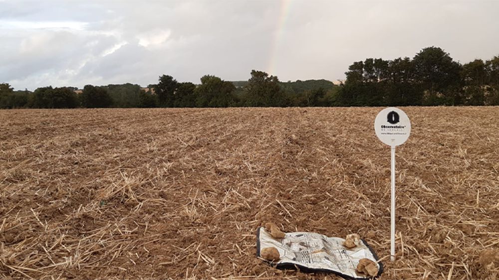 Baisser les IFT anti-limaces, c’est tout à fait possible !