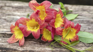Bignonia capreolata Tangerine Beauty Bignonia capreolata Tangerine Beauty