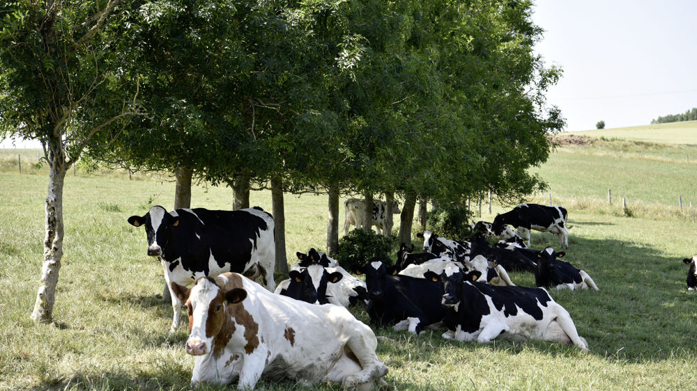 6,6 % des élevages bovins européens sont conduit en agriculture biologique.