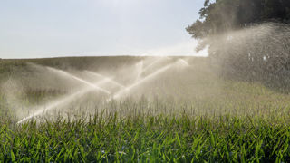 La proposition de loi de Loïc Prud’Homme prévoit une mesure transitoire d’une durée de trois ans durant laquelle sera autorisée l’irrigation d’une surface forfaitaire de 10 hectares de maïs par exploitation et par année, uniquement dans le cadre d'une rotation et d'une autoconsommation à la ferme. La proposition de loi de Loïc Prud’Homme prévoit une mesure transitoire d’une durée de trois ans durant laquelle sera autorisée l’irrigation d’une surface forfaitaire de 10 hectares de maïs par exploitation et par année, uniquement dans le cadre d'une rotation et d'une autoconsommation à la ferme.