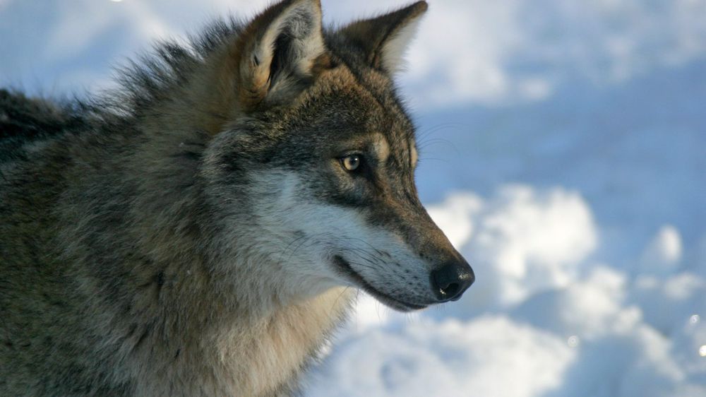 A 906 et en légère baisse, le chiffre concernant le dernier comptage du nombre de loups est totalement incohérent pour la Fédération nationale ovine.