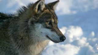 A 906 et en légère baisse, le chiffre concernant le dernier comptage du nombre de loups est totalement incohérent pour la Fédération nationale ovine. A 906 et en légère baisse, le chiffre concernant le dernier comptage du nombre de loups est totalement incohérent pour la Fédération nationale ovine.