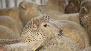 Agreste constate que les abattages d'agneaux reculent une nouvelle fois en mai 2023 sur un an. Agreste constate que les abattages d'agneaux reculent une nouvelle fois en mai 2023 sur un an.