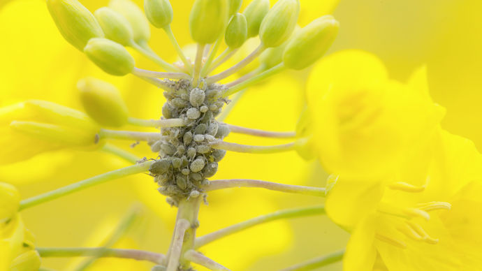 Pucerons cendrés sur colza.