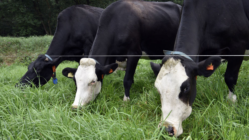 Plusieurs centaines d'agriculteurs néerlandais se sont rassemblés à La Haye pour protester contre les plans environnementaux du gouvernement.