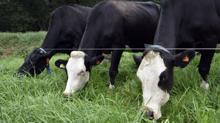 Plusieurs centaines d'agriculteurs néerlandais se sont rassemblés à La Haye pour protester contre les plans environnementaux du gouvernement. Plusieurs centaines d'agriculteurs néerlandais se sont rassemblés à La Haye pour protester contre les plans environnementaux du gouvernement.