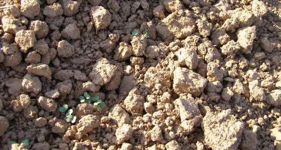 Les conditions de septembre n'ont pas favorisé la levée des colzas mais rien n'est encore joué.