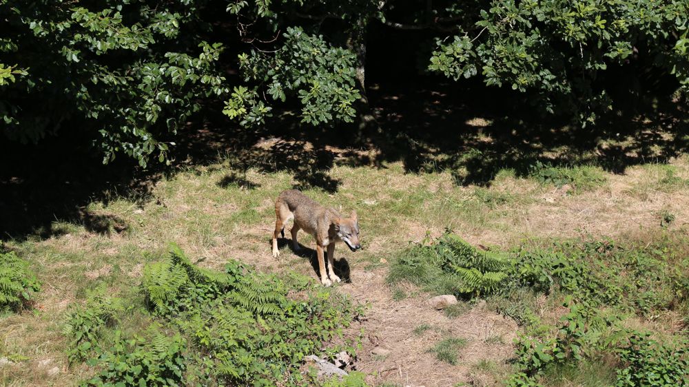 Le Conseil national de la protection de la nature (CNPN) estime que le seuil de viabilité des loups à 500 individus potentiellement reproducteurs et non 500 individus.