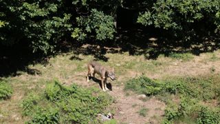Le Conseil national de la protection de la nature (CNPN) estime que le seuil de viabilité des loups à 500 individus potentiellement reproducteurs et non 500 individus.