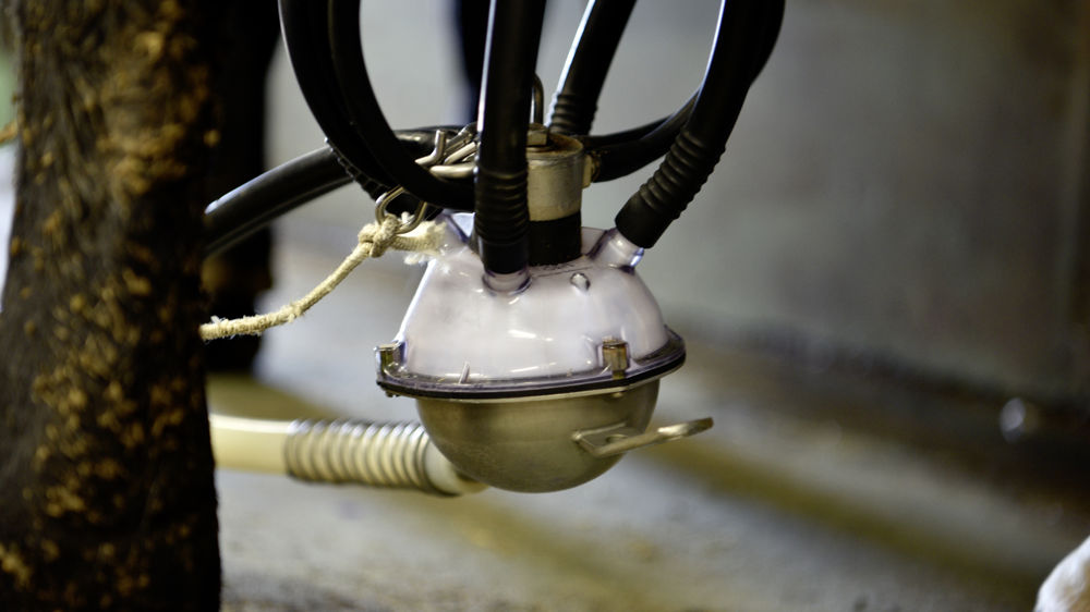 La collecte de lait en Nouvelle-Zélande a grimpé de 6,8% en avril 2023 par rapport à avril 2022.