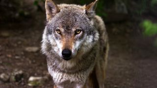 Une deuxième brigade de protection des troupeaux contre les grands prédateurs s'installe à Rodez (Aveyron) et entrera en action cet été. Une deuxième brigade de protection des troupeaux contre les grands prédateurs s'installe à Rodez (Aveyron) et entrera en action cet été.