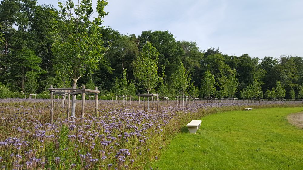 Prairie au Parc de Sceaux. Au sein des ENS, les espaces ouverts représentent 30 % des surfaces dans les Hauts-de-Seine.