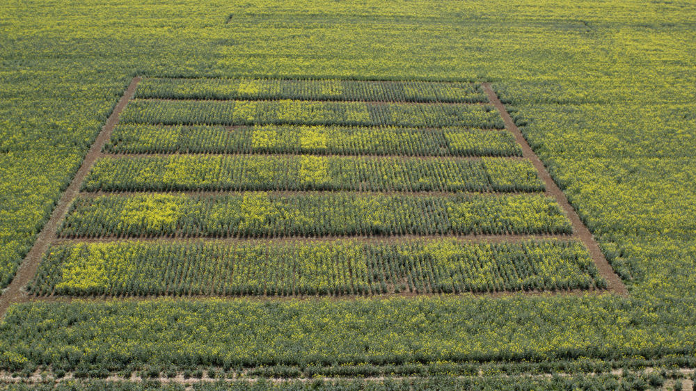 Terres Inovia évalue les variétés sur de nouveaux critères essentiels dans la lutte contre les ravageurs d'automne.