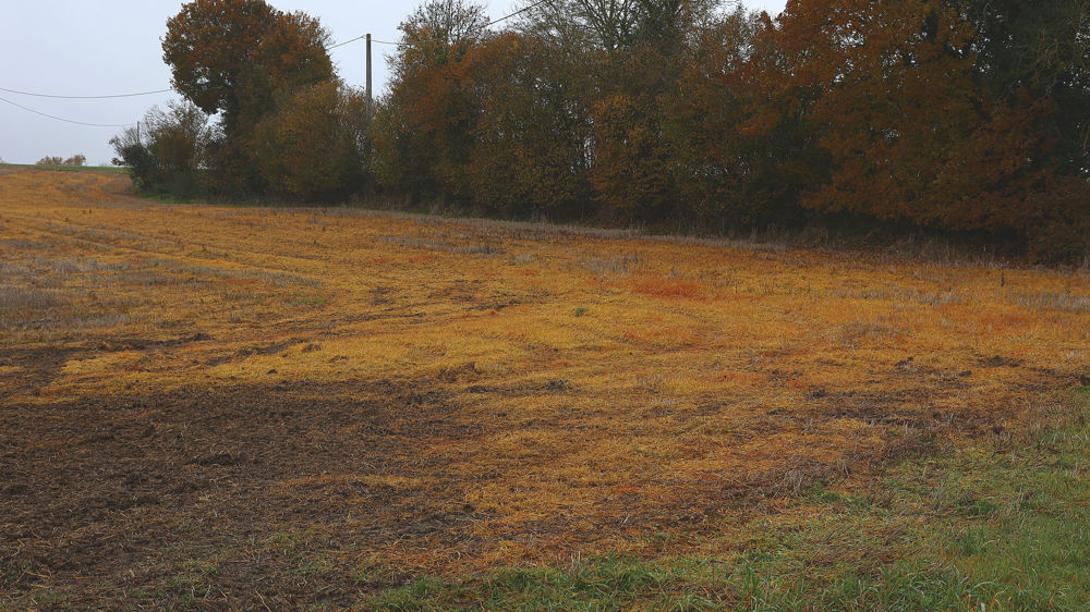 L’utilisation du glyphosate est actuellement autorisée dans l’Union européenne jusqu’au 15 décembre 2023.