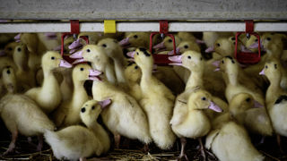 Trois vaccins contre la grippe aviaire ont obtenu de l'Anses une autorisation temporaire d'utilisation pour les canards. Trois vaccins contre la grippe aviaire ont obtenu de l'Anses une autorisation temporaire d'utilisation pour les canards.