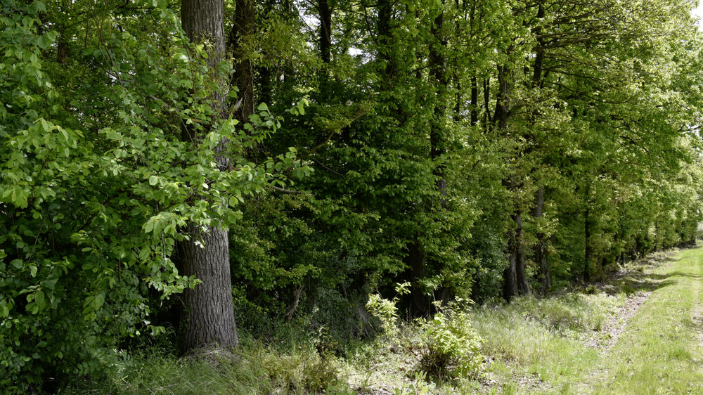 Les arbres peuvent être protégées dans la cadre de la Pac et de la législation urbanisme.