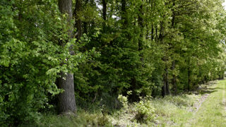 Les arbres peuvent être protégées dans la cadre de la Pac et de la législation urbanisme. Les arbres peuvent être protégées dans la cadre de la Pac et de la législation urbanisme.