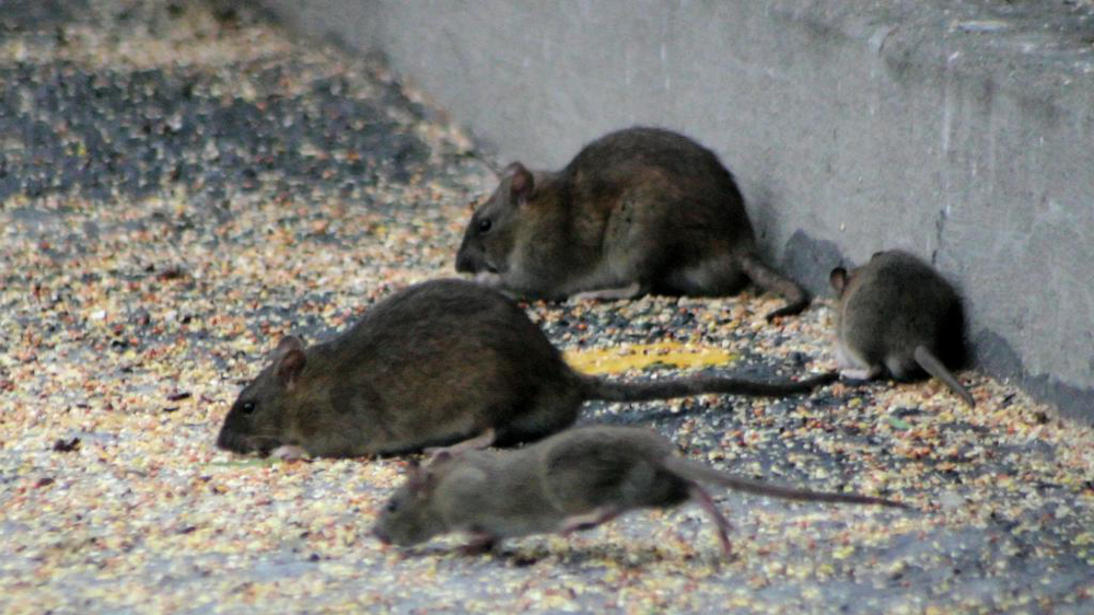 Rats mangeant du grain Rats mangeant du grain