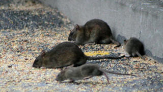 Lorsqu'on voit un rat, on peut considérer qu'il y en a une vingtaine de présents. Lorsqu'on voit un rat, on peut considérer qu'il y en a une vingtaine de présents.