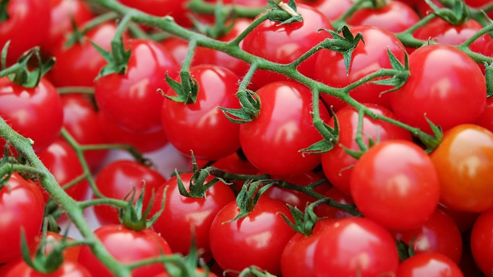 Agreste estime une diminution de 12% du volume de production de tomates pour la campagne 2023. Agreste estime une diminution de 12% du volume de production de tomates pour la campagne 2023.