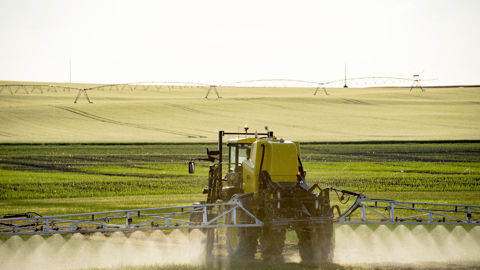 Aucun « domaine de préoccupation critique » n’ayant été identifié par l'Efsa, l'autorisation du glyphosate pourrait se voir renouvelée en décembre prochain.