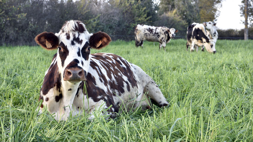 La FNH suggère aux politiques publiques de favoriser l'élevage paturant et autonome, en réponse à l'impasse socio-économique et écologique à laquelle la filière fait face.