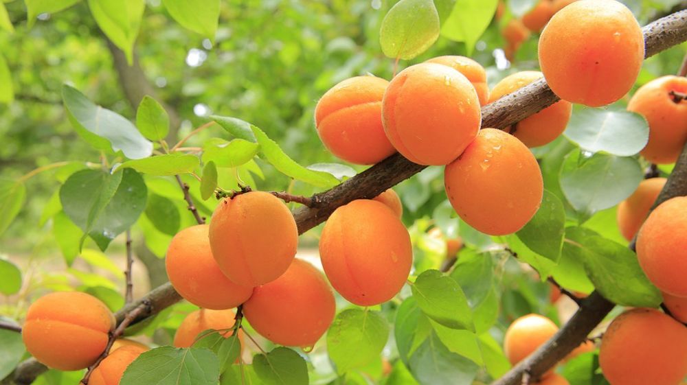 Dans sa dernière publication, Agreste estime le niveau de production d'abricots en baisse de 4% en 2023, expliqué par les intempéries des derniers mois.