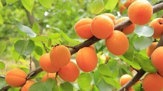 Dans sa dernière publication, Agreste estime le niveau de production d'abricots en baisse de 4% en 2023, expliqué par les intempéries des derniers mois. Dans sa dernière publication, Agreste estime le niveau de production d'abricots en baisse de 4% en 2023, expliqué par les intempéries des derniers mois.