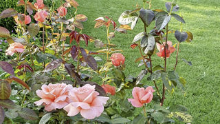 Rosa Parfum de Loire® ‘Pinecia’ est éditée par Select’Roses, société détenue par sept rosiéristes du bassin de production de Doué-en-Anjou (49). Rosa Parfum de Loire® ‘Pinecia’ est éditée par Select’Roses, société détenue par sept rosiéristes du bassin de production de Doué-en-Anjou (49).