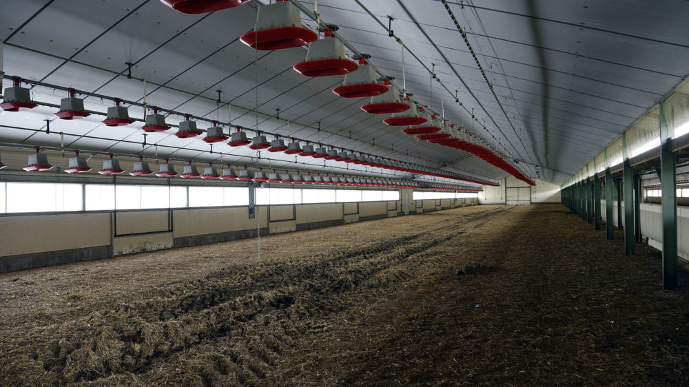 L'indemnisation des abattages ordonnés et de la désinfection des bâtiments augmente dès cet été à hauteur de 85 %.