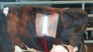 La vache présente une suture de césarienne. La vache présente une suture de césarienne.