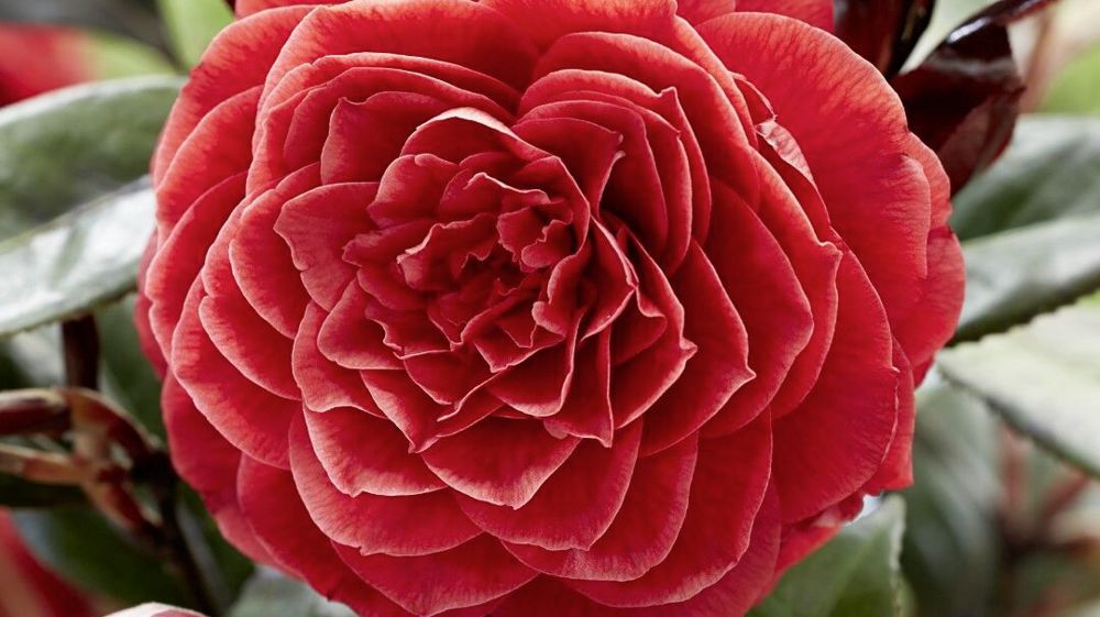 Camellia japonica Femme Fatale® ‘Plateau’.