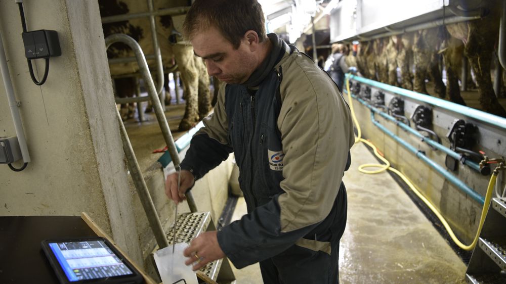 Le nombre de lactations qualitifées diminue, ainsi que la production (–9 kg par vache). Cependant, les taux sont stables et la situation cellulaire continue de s'améliorer.