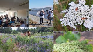 Le Bureau horticole régional d’Angers a proposé une journée sur la biodiversité fonctionnelle aux établissements Samson, à Seiches-sur-le-Loir, le 6 juillet.