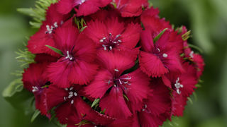 Dianthus barbatus SweetTM 'Cherry' F1.