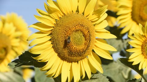 Les prix du tournesol ont grimpé ces dernières semaines. Les prix du tournesol ont grimpé ces dernières semaines.