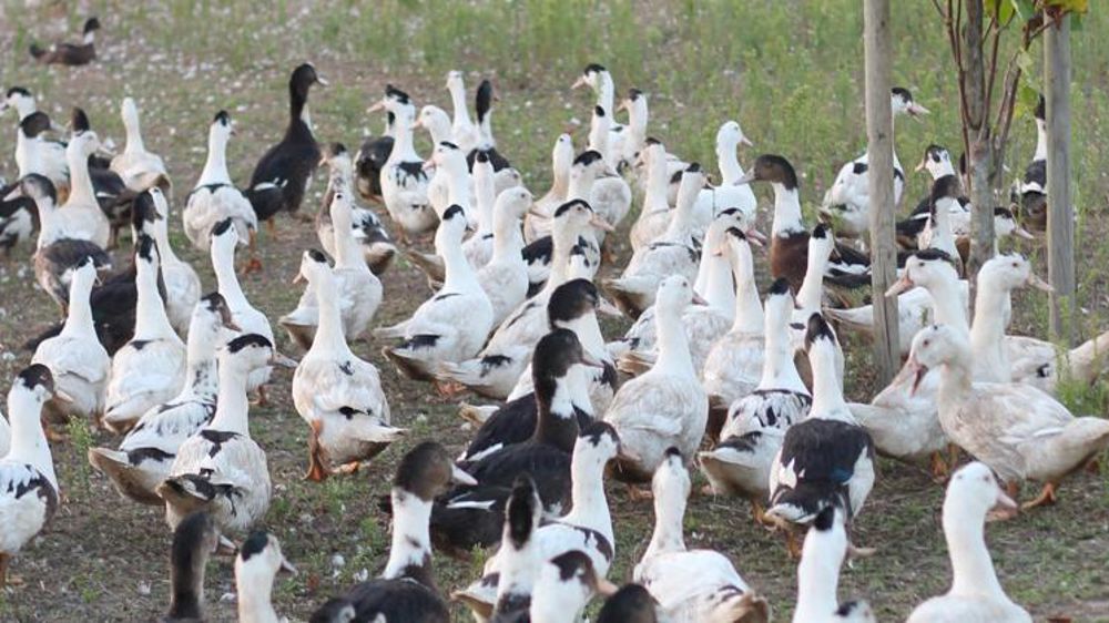 Les mises en place sont conditionnées au respect des règles de sécurité et à la mise en œuvre d'une surveillance active.