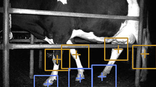 Le prototype développé par John Gardenier analyse la posture des vaches en sortie de salle de traite pour détecter précocement les boiteries. Le prototype développé par John Gardenier analyse la posture des vaches en sortie de salle de traite pour détecter précocement les boiteries.