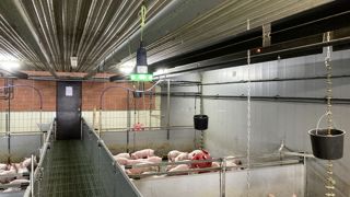 Avec le dispositif SoundTalks, un signal lumineux indique à l'éleveur les cases concernées par des problèmes de toux. La lumière verte signifie que tout va bien.