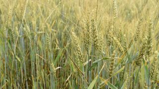 En 2022, le blé bio a représenté 180 000 ha en France (variétés pures).