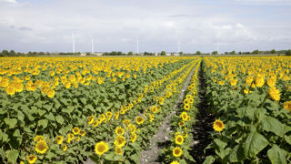 Le texte précise les conditions de reconnaissance des organisations de producteurs, notamment les semences concernées, la surface annuelle minimale de production de semences sous contrat, les spécificités liées à la production de certaines semences et aux conditions de production... Le texte précise les conditions de reconnaissance des organisations de producteurs, notamment les semences concernées, la surface annuelle minimale de production de semences sous contrat, les spécificités liées à la production de certaines semences et aux conditions de production...