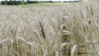 Selon FranceAgriMer, il restait 13 % de blé tendre à récolter en France au 31 juillet 2023. Selon FranceAgriMer, il restait 13 % de blé tendre à récolter en France au 31 juillet 2023.