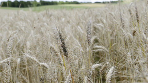 Selon FranceAgriMer, il restait 13 % de blé tendre à récolter en France au 31 juillet 2023. Selon FranceAgriMer, il restait 13 % de blé tendre à récolter en France au 31 juillet 2023.